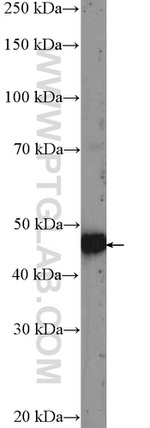 PWP1 Antibody in Western Blot (WB)