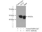 FEN1 Antibody in Immunoprecipitation (IP)