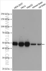 HNRNPH1 Antibody in Western Blot (WB)