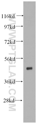 HNRNPH1 Antibody in Western Blot (WB)