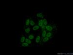 HNRNPH1 Antibody in Immunocytochemistry (ICC/IF)