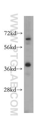 ERLIN2 Antibody in Western Blot (WB)