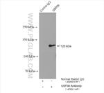 USP36 Antibody in Immunoprecipitation (IP)