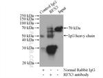 RFX3 Antibody in Immunoprecipitation (IP)