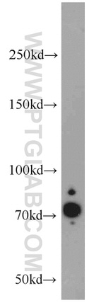 RFX3 Antibody in Western Blot (WB)