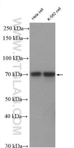 RFX3 Antibody in Western Blot (WB)