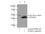 PSMD11 Antibody in Immunoprecipitation (IP)