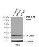 PSMD11 Antibody in Western Blot (WB)