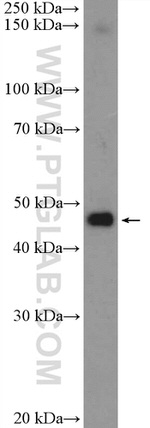 PSMD11 Antibody in Western Blot (WB)