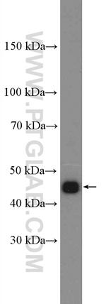 PSMD11 Antibody in Western Blot (WB)