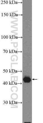 PSMD11 Antibody in Western Blot (WB)