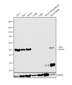 IRF8 Antibody