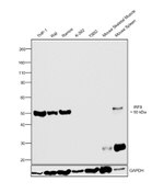 IRF8 Antibody in Western Blot (WB)