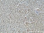 NDUFB8 Antibody in Immunohistochemistry (Paraffin) (IHC (P))