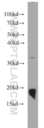 NDUFB8 Antibody in Western Blot (WB)