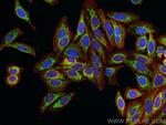 MRPL12 Antibody in Immunocytochemistry (ICC/IF)