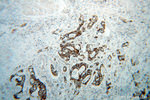 MRPL12 Antibody in Immunohistochemistry (Paraffin) (IHC (P))