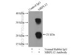 MRPL12 Antibody in Immunoprecipitation (IP)