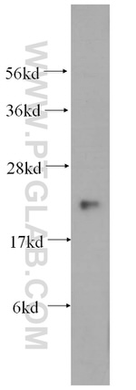 MRPL12 Antibody in Western Blot (WB)