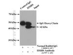 HMBS Antibody in Immunoprecipitation (IP)