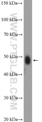 DDX39B Antibody in Western Blot (WB)