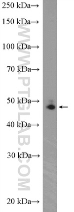DDX39B Antibody in Western Blot (WB)