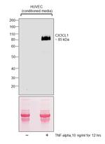 CX3CL1 (Fractalkine) Antibody in Western Blot (WB)