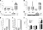 CXCL12 alpha (SDF-1 alpha) Antibody in Western Blot, ELISA (WB, ELISA)