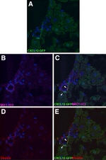 CXCL12 alpha (SDF-1 alpha) Antibody in Immunohistochemistry (IHC)