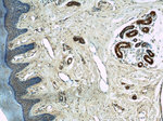 GOT2 Antibody in Immunohistochemistry (Paraffin) (IHC (P))