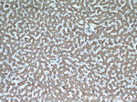 GOT2 Antibody in Immunohistochemistry (Paraffin) (IHC (P))