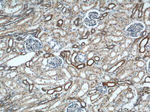 GOT2 Antibody in Immunohistochemistry (Paraffin) (IHC (P))