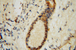 EXOSC2 Antibody in Immunohistochemistry (Paraffin) (IHC (P))