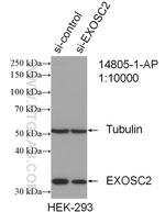 EXOSC2 Antibody in Western Blot (WB)