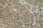 DEXI Antibody in Immunohistochemistry (Paraffin) (IHC (P))