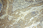 DEXI Antibody in Immunohistochemistry (Paraffin) (IHC (P))