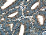 ISCU Antibody in Immunohistochemistry (Paraffin) (IHC (P))