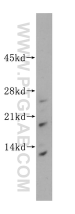 ISCU Antibody in Western Blot (WB)