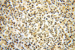 HNRNPA2B1 Antibody in Immunohistochemistry (Paraffin) (IHC (P))