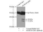 HNRNPA2B1 Antibody in Immunoprecipitation (IP)