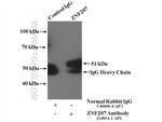 ZNF207 Antibody in Immunoprecipitation (IP)