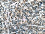 HMOX2 Antibody in Immunohistochemistry (Paraffin) (IHC (P))