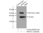 HMOX2 Antibody in Immunoprecipitation (IP)