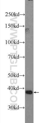 HMOX2 Antibody in Western Blot (WB)