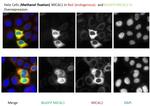 MICAL1 Antibody in Immunocytochemistry (ICC/IF)