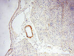 MICAL1 Antibody in Immunohistochemistry (Paraffin) (IHC (P))