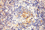 MICAL1 Antibody in Immunohistochemistry (Paraffin) (IHC (P))