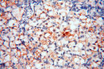 MICAL1 Antibody in Immunohistochemistry (Paraffin) (IHC (P))