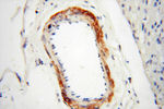 MICAL1 Antibody in Immunohistochemistry (Paraffin) (IHC (P))