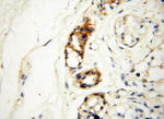 MICAL1 Antibody in Immunohistochemistry (Paraffin) (IHC (P))